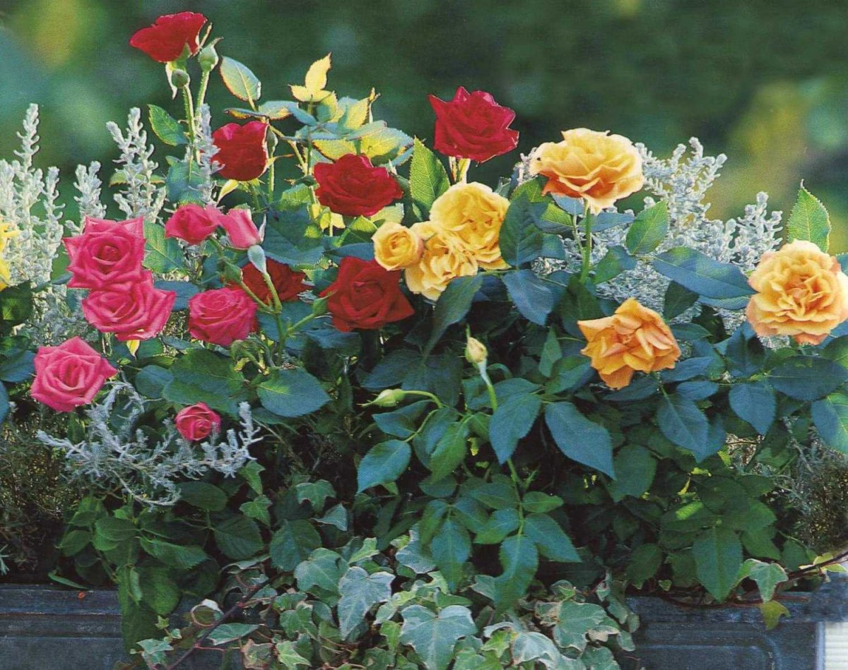 Роза миниатюрная (сорт 'Nectar Garden ® Lupo')
