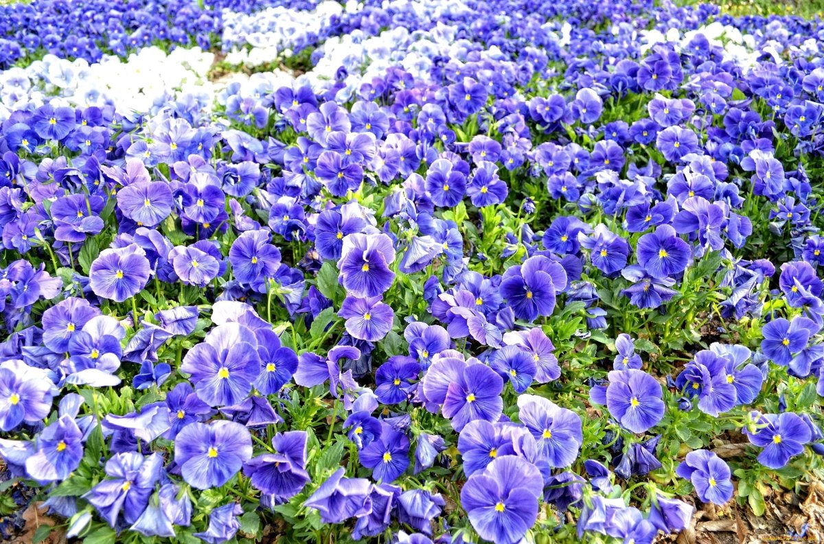 Фиалка рогатая Boughton Blue