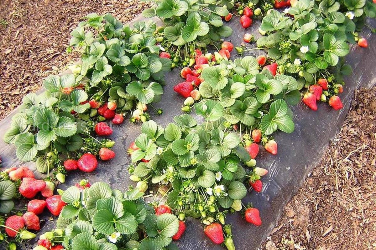 Клубничные грядки, Светланы, Татур.