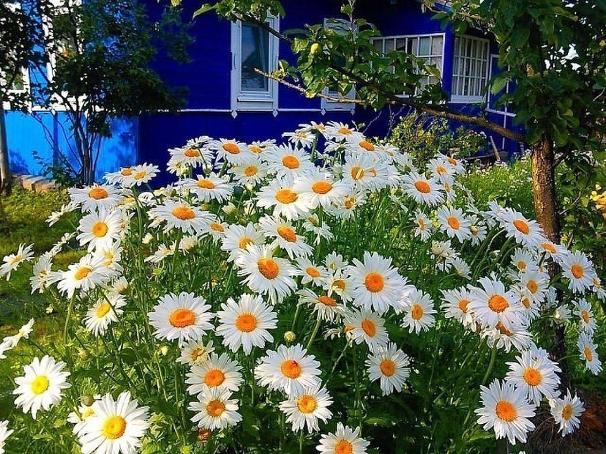 Ромашки на даче