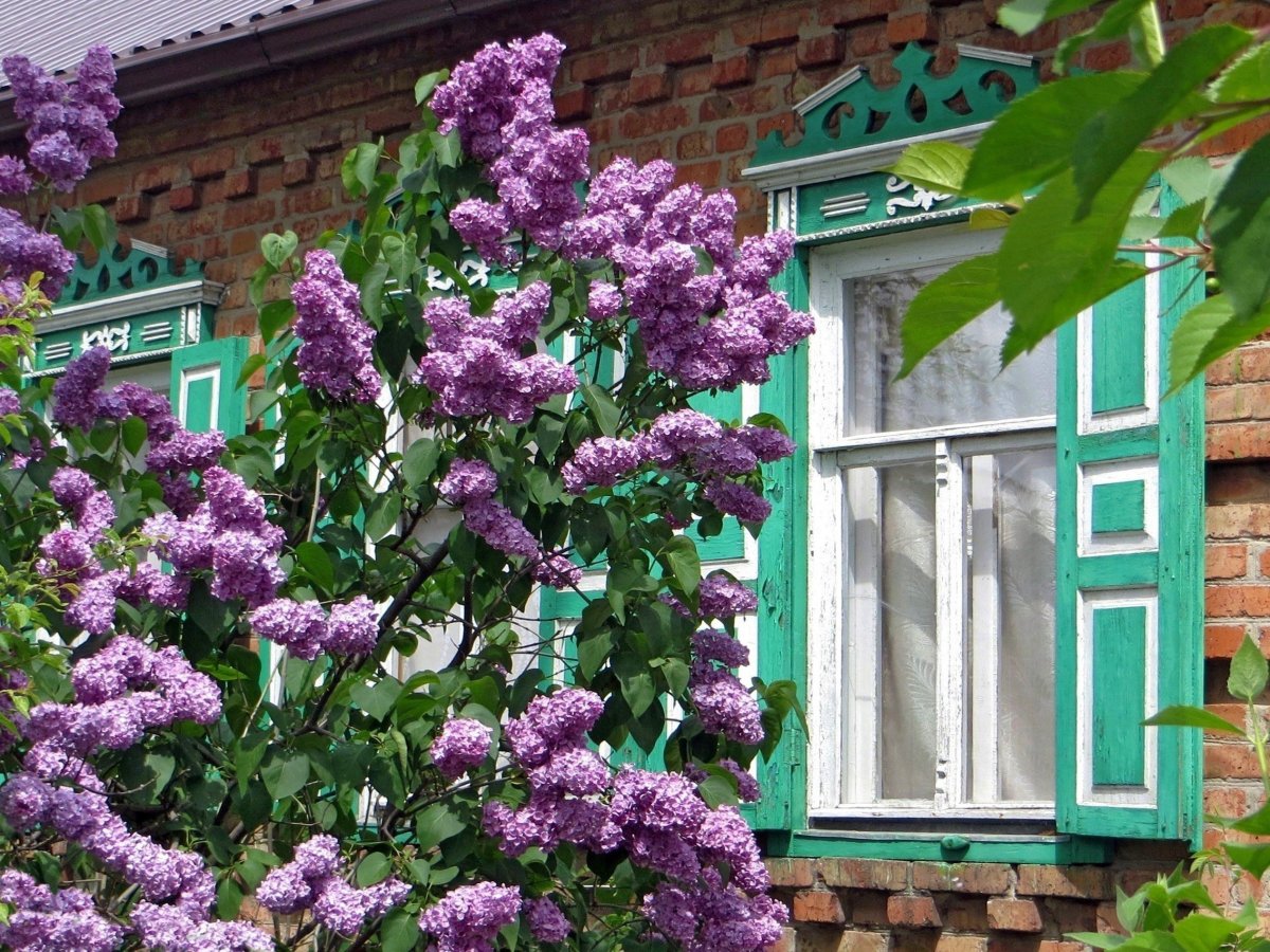 Сирень красная Москва