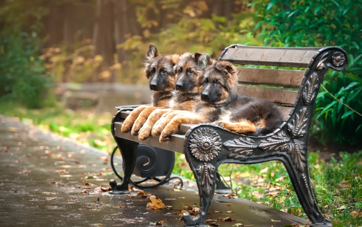 Собака на скамейке