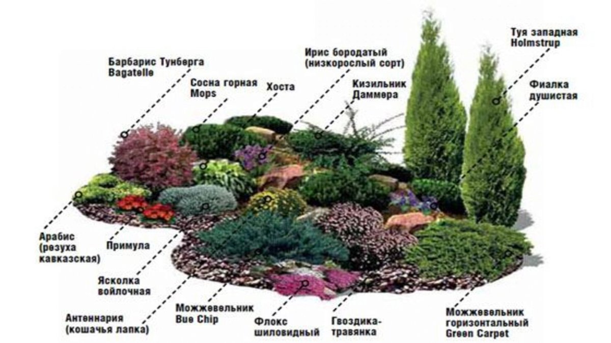 Клумба с хвойными и многолетниками схема