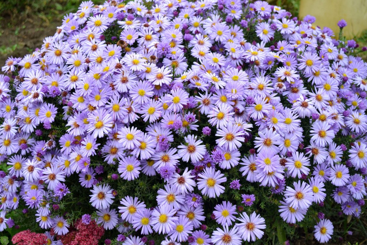 Астра кустарниковая Aster dumosus