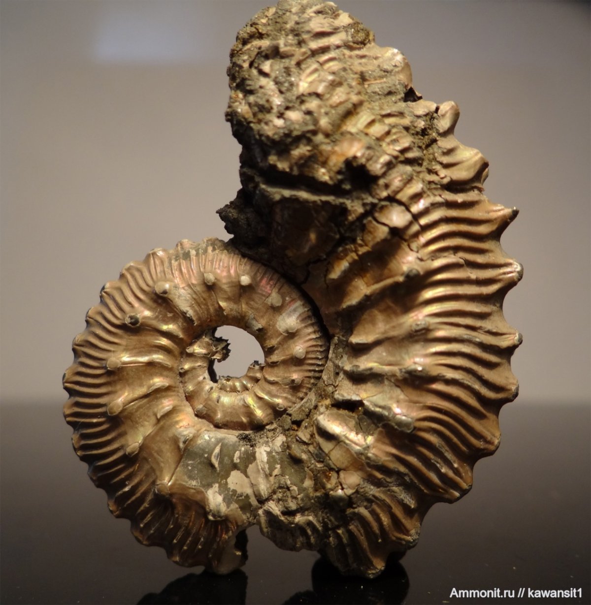 Аммонит Kosmoceras grossouvrei