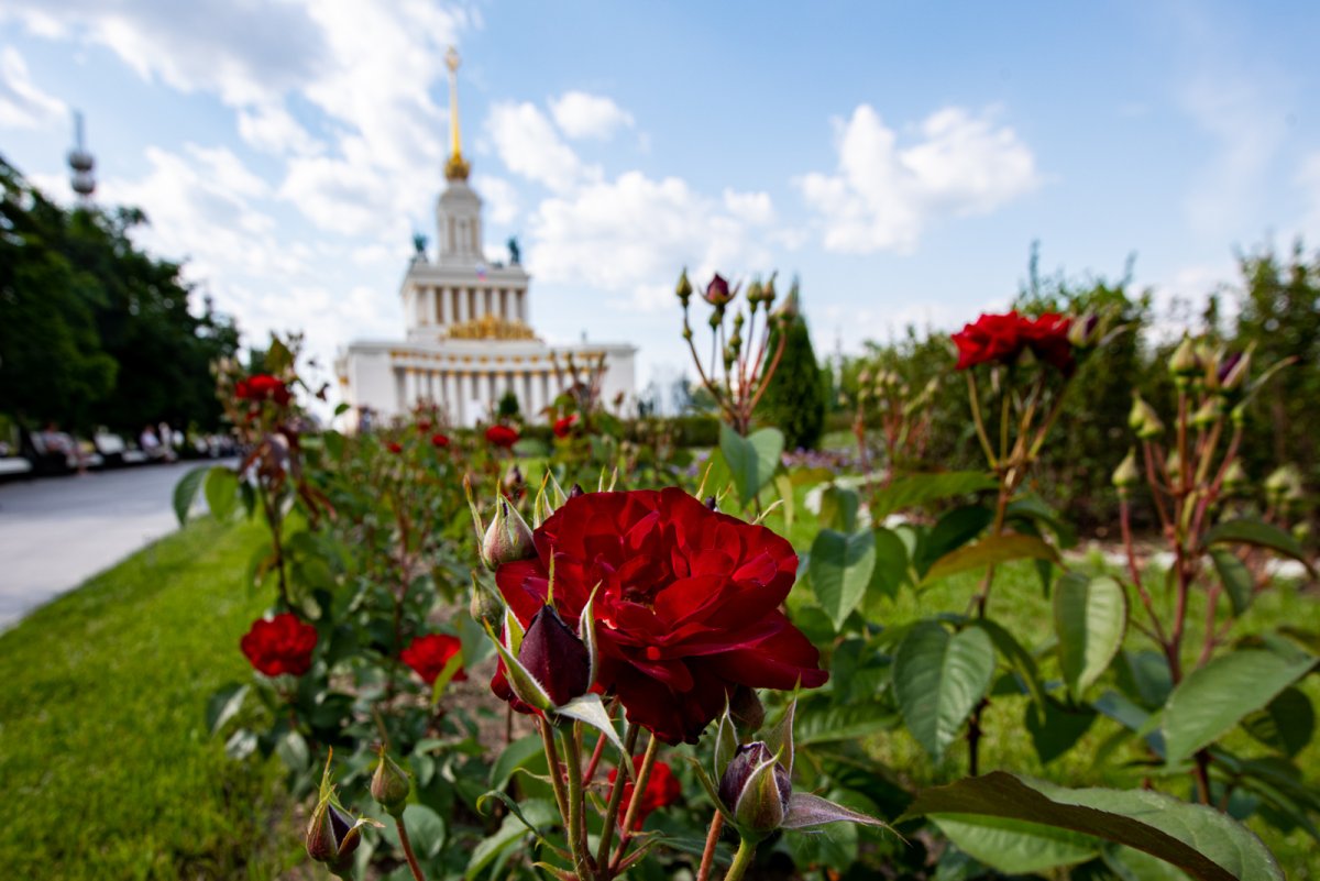 Роза принц Монако на ВДНХ