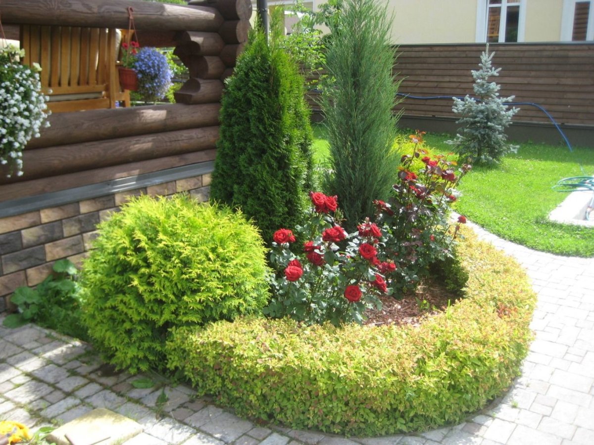 Туя Даника в миксбордере