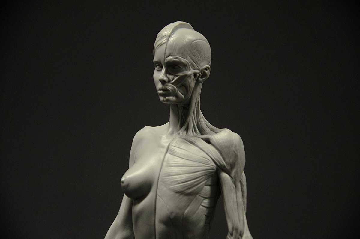 Экорше для Zbrush