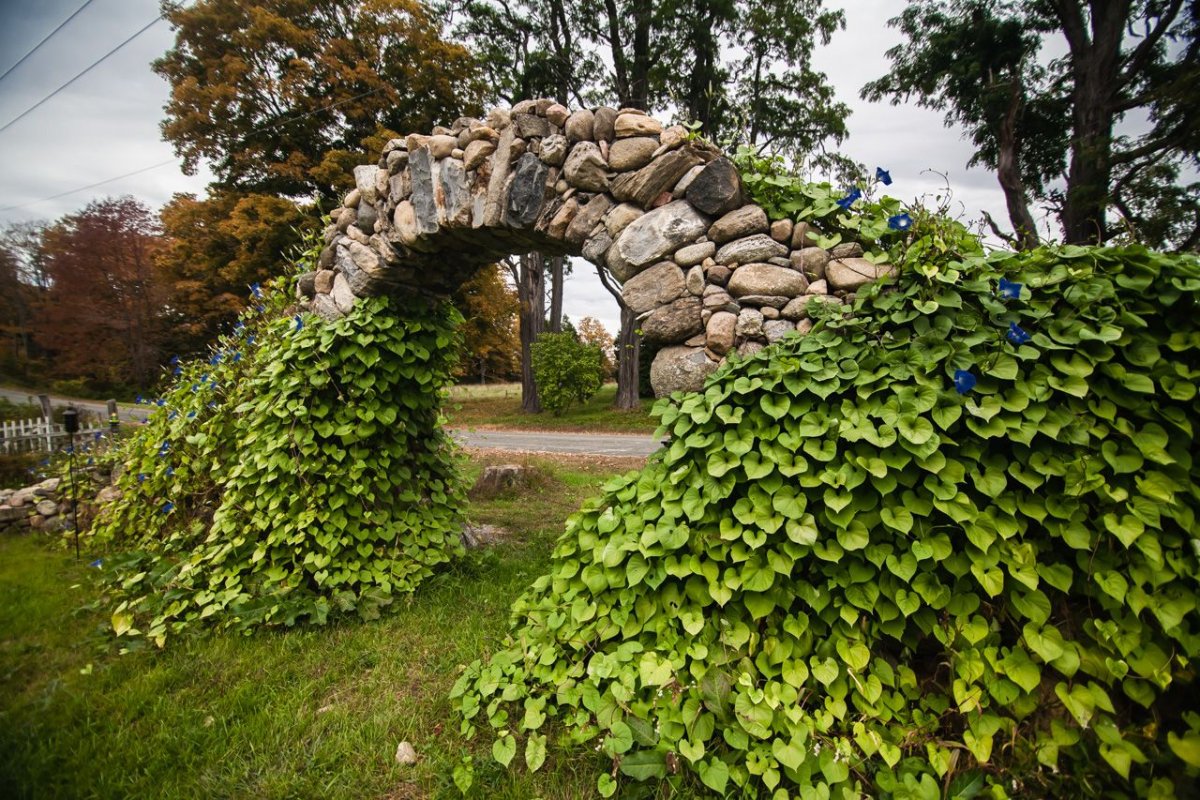 Кирказон на перголе