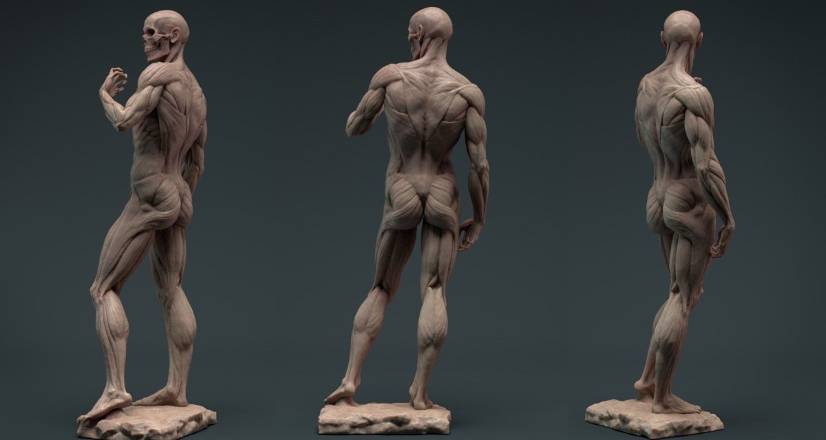 Давид анатомия 3d