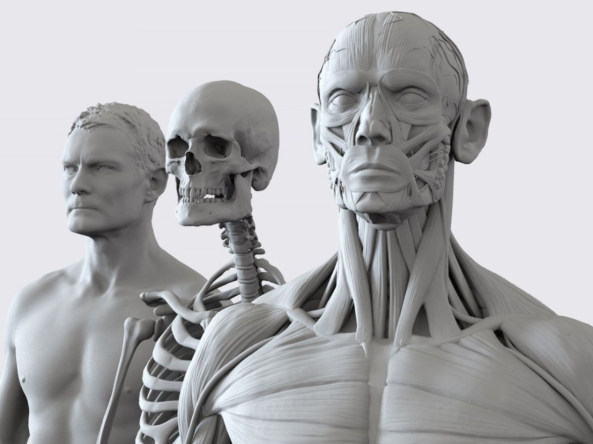 Ecorche 3d model