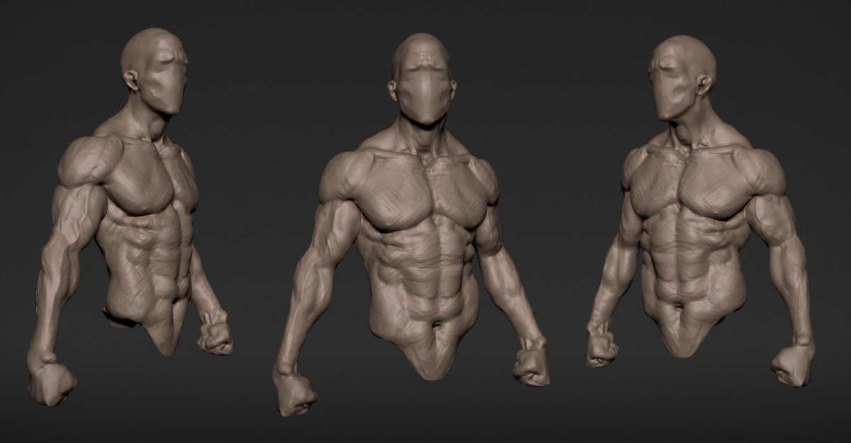 Анатомия человека для 3d скульптинга