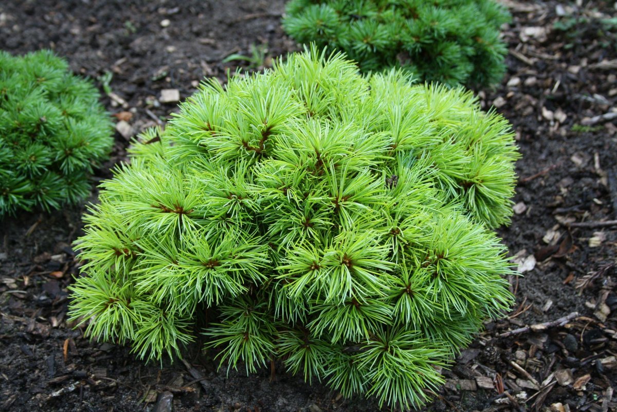 Pinus parviflora brevifolia