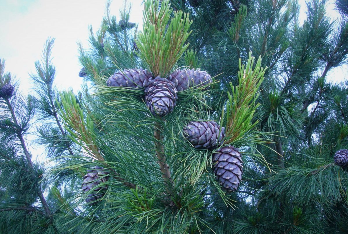 Кедр Сибирский Pinus sibirica