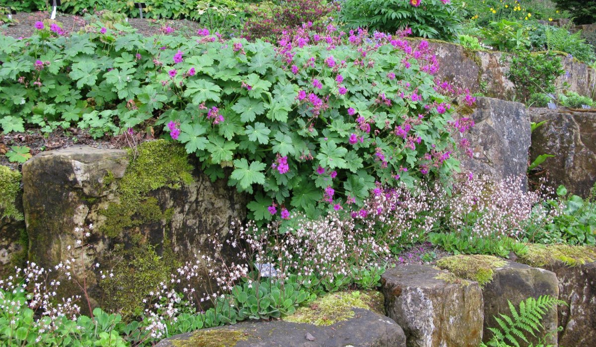Герань крупнокорневищная Geranium macrorrhizum