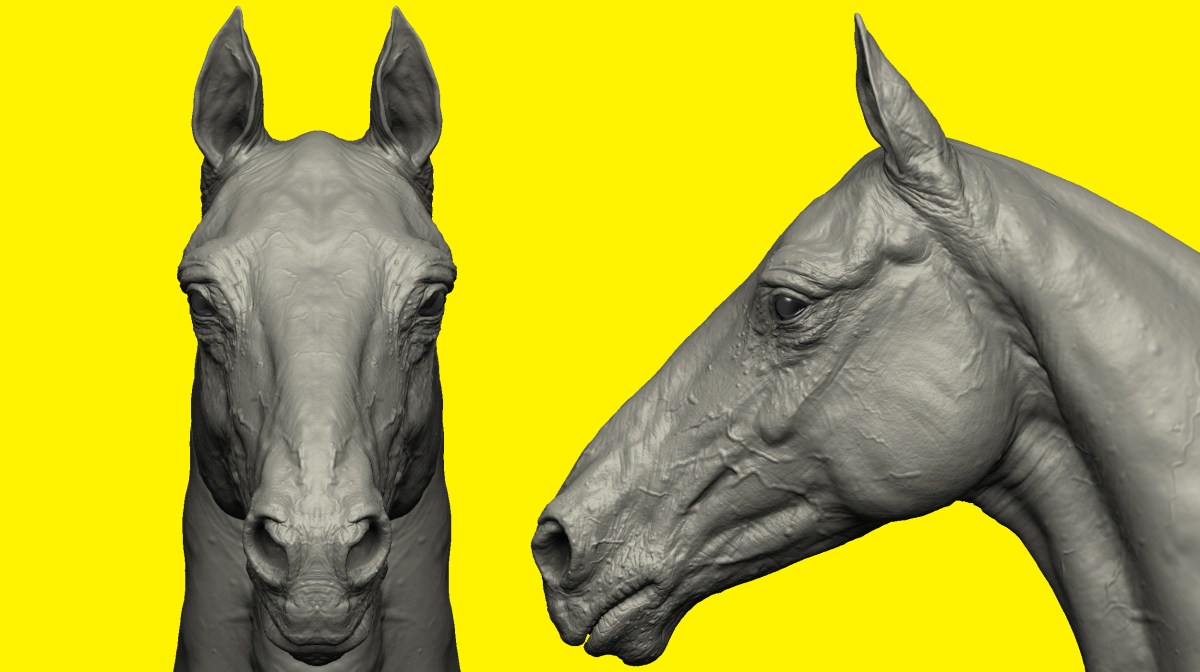 Horse anatomically correct form