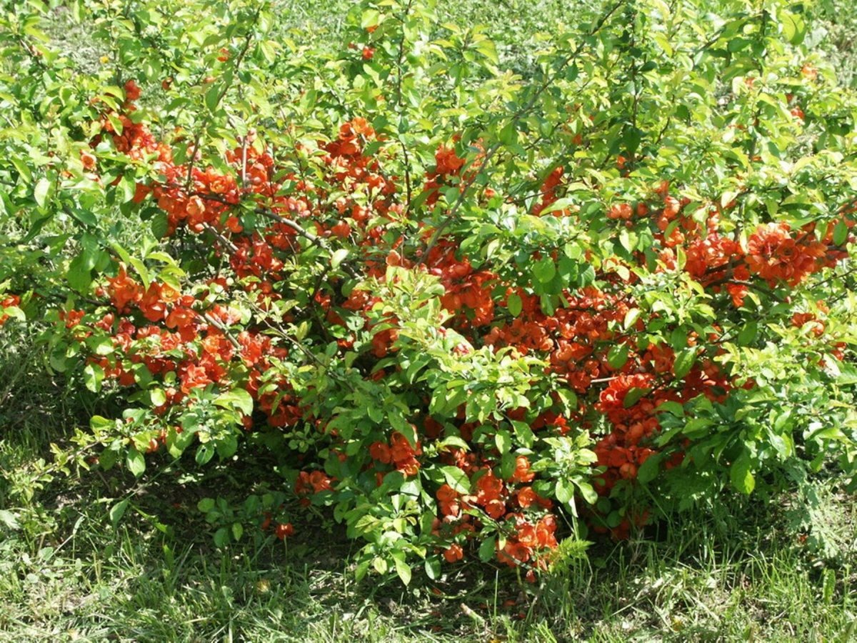 Кустарник лимонник айва