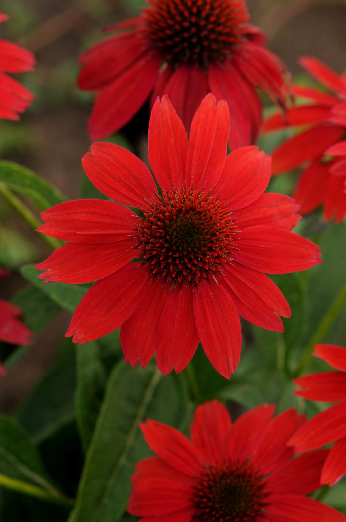Echinacea sombrero Salsa Red