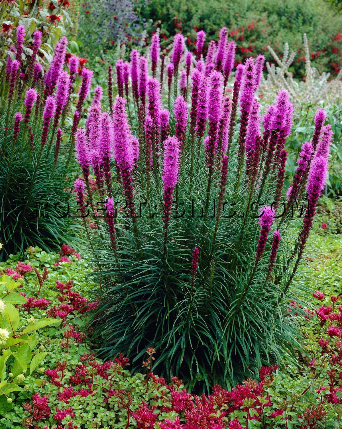 Лиатрис спиката spicata
