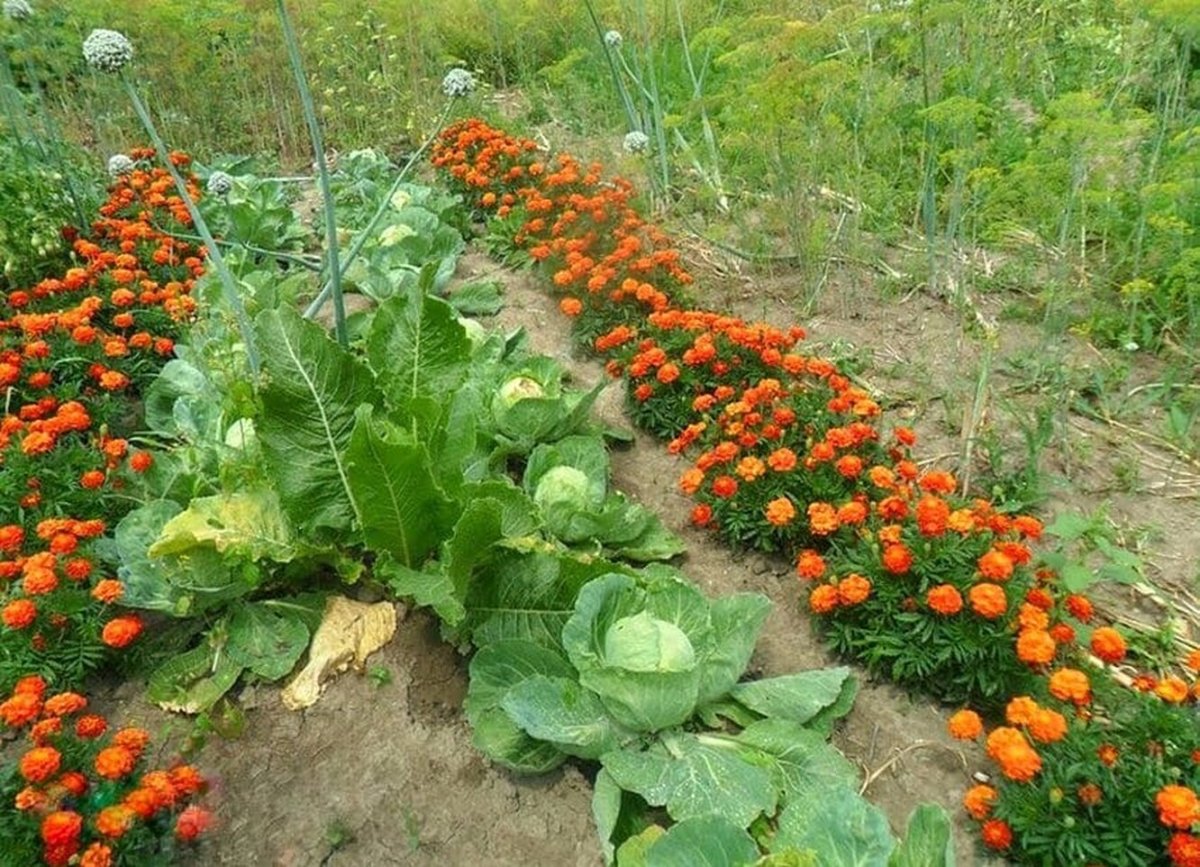 Капуста с бархатцами