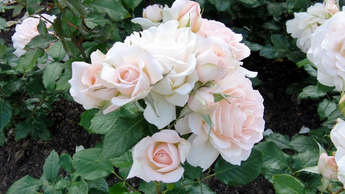 Роза флорибунда Diadem White