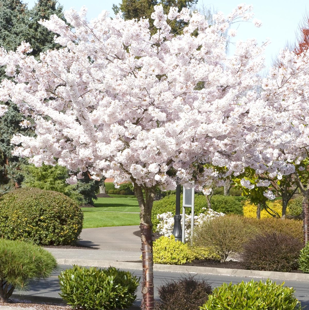 Вишня мелкопильчатая (Сакура) (Prunus serrulata)