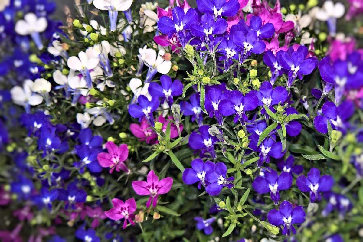 Flower of Accolades