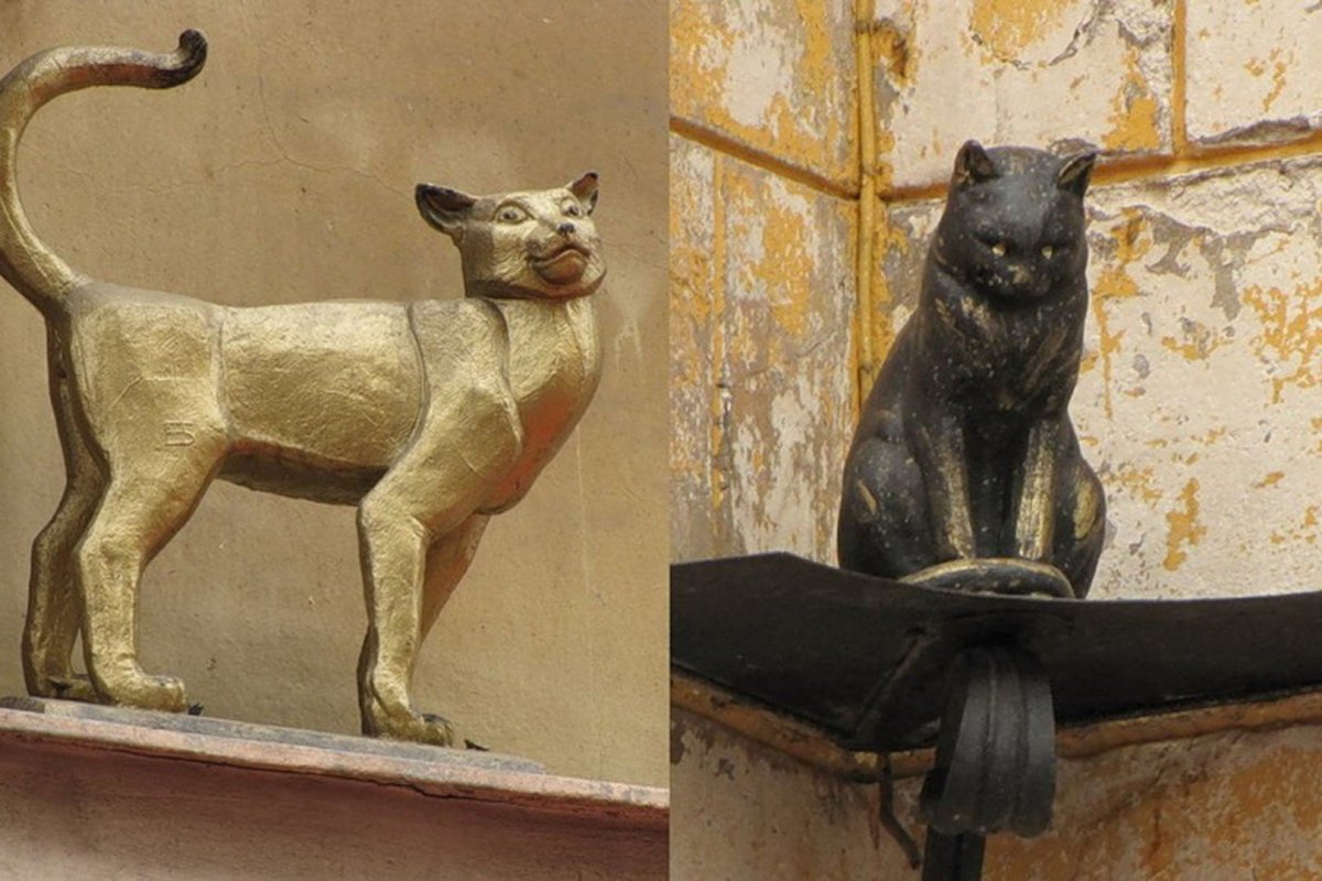 Кот Елисей и кошка Василиса в Санкт-Петербурге