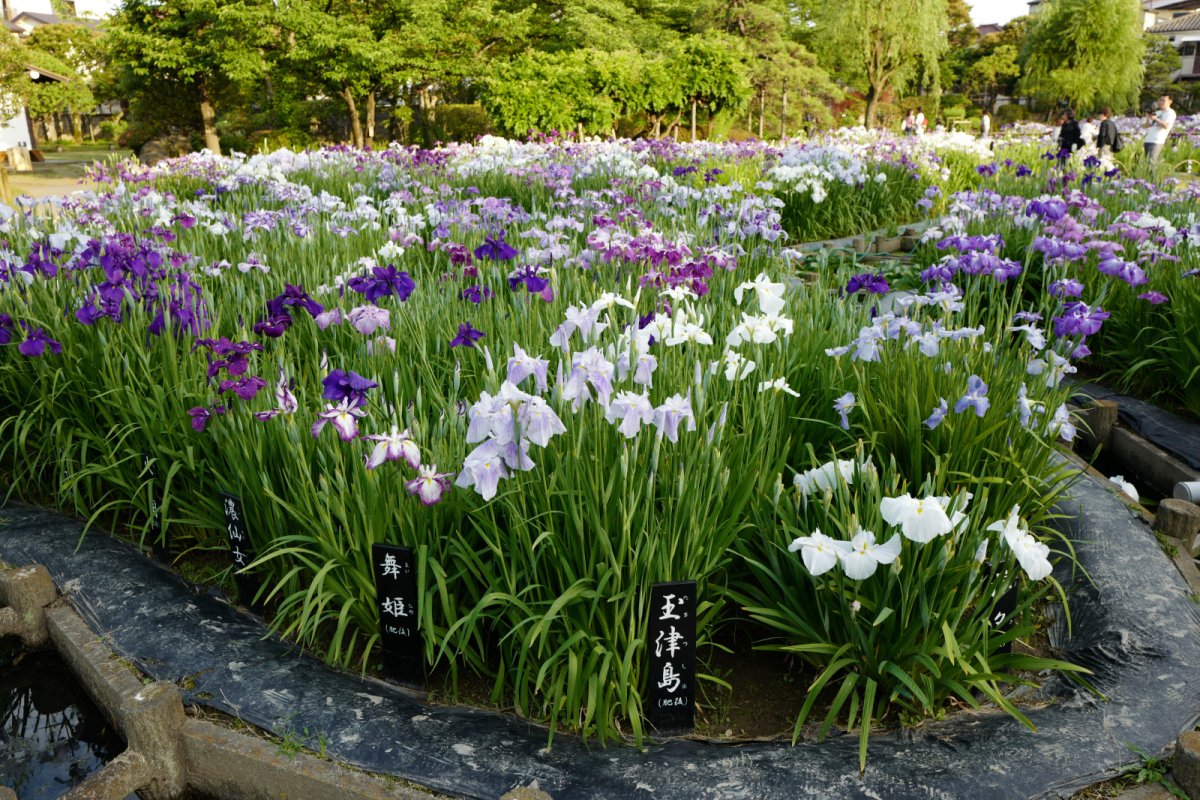 Horikiri Iris Garden