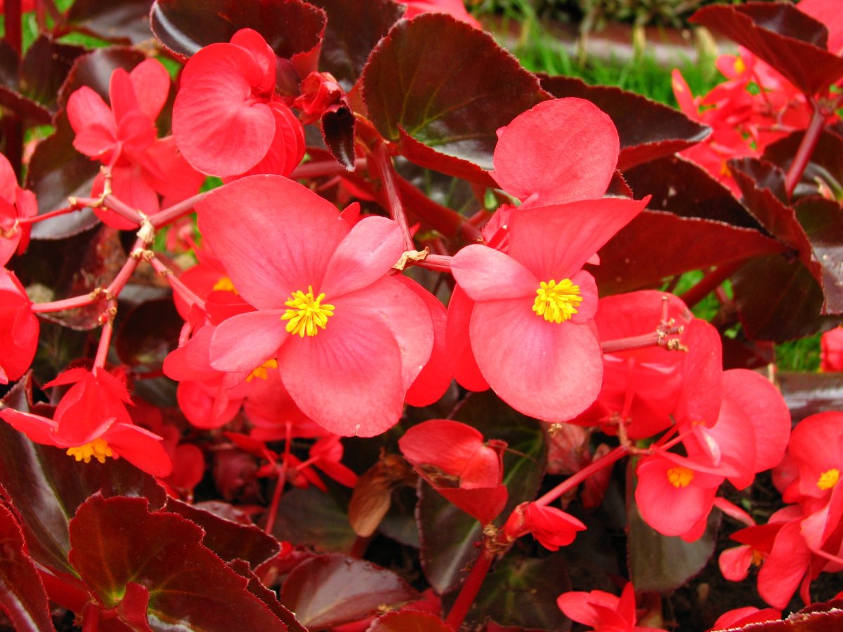 Бегония вечноцветущая (Begonia semperflorens)