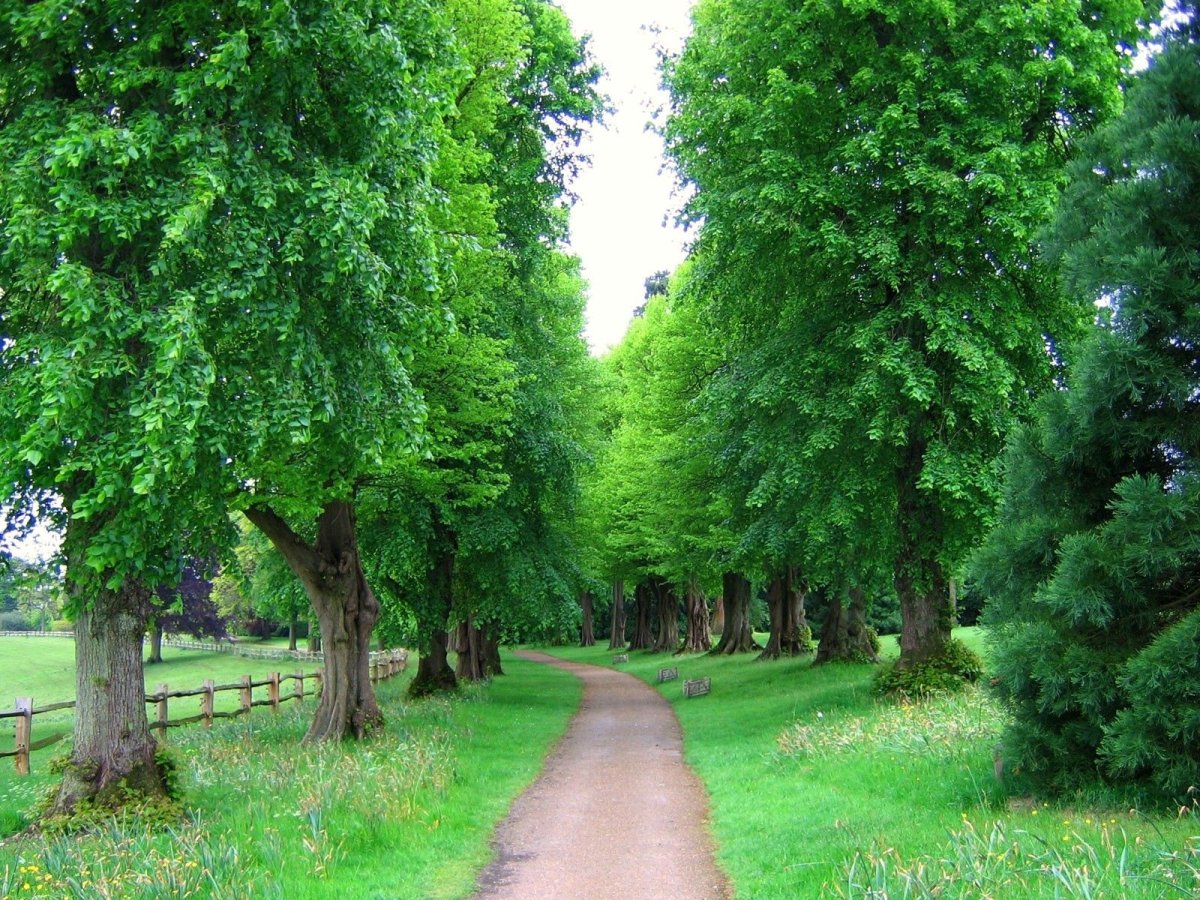 Аллеи в Англии