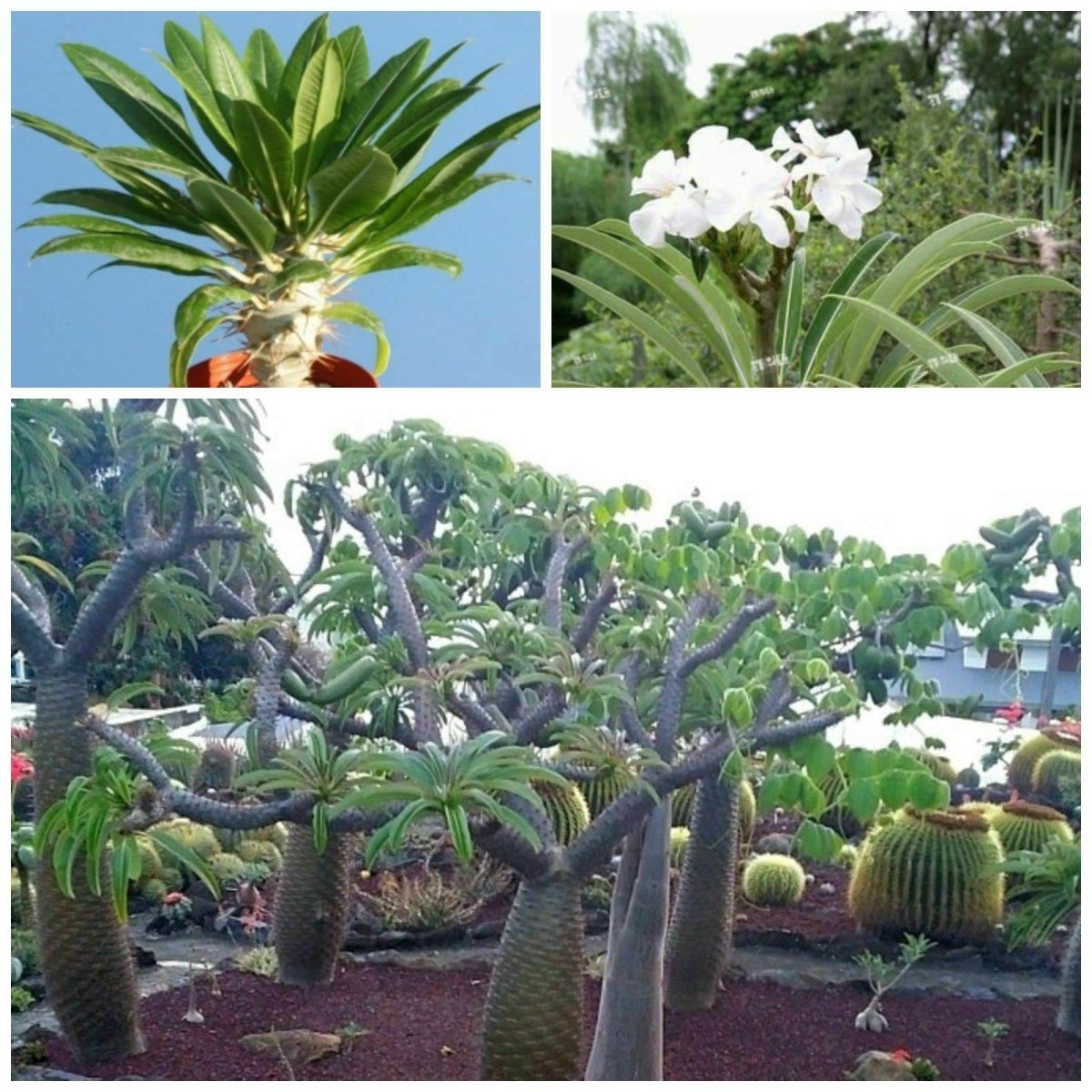 Pachypodium lamerei 'ramosum'