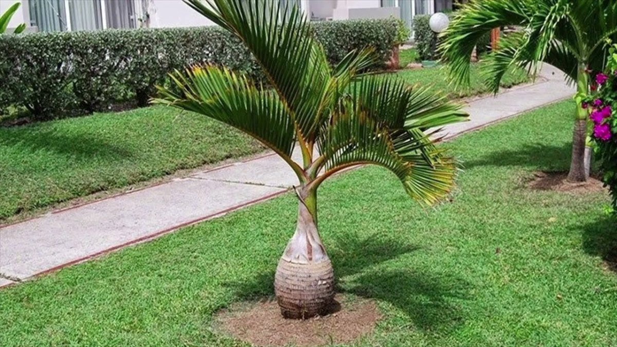Hyophorbe lagenicaulis