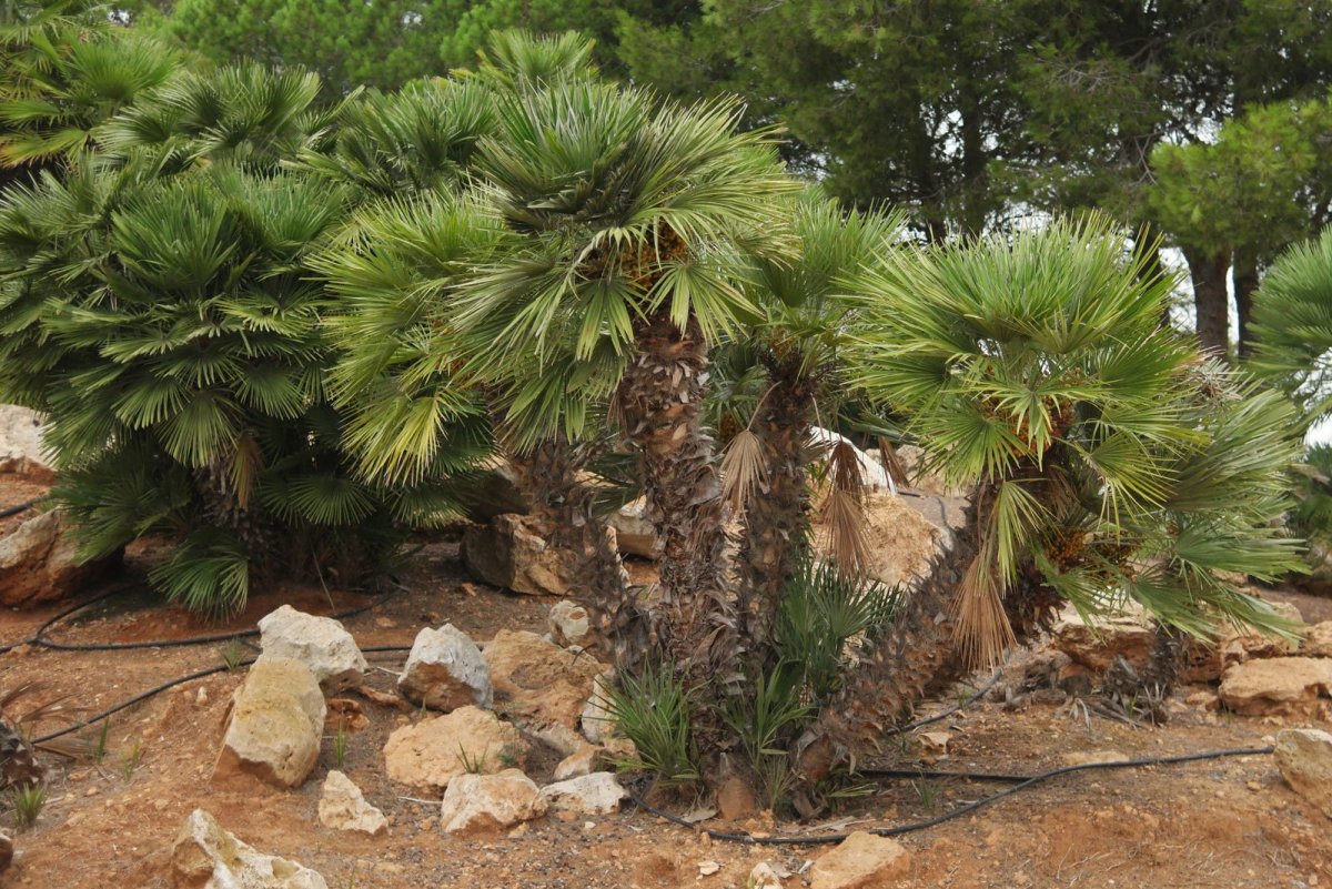 Chamaerops humilis