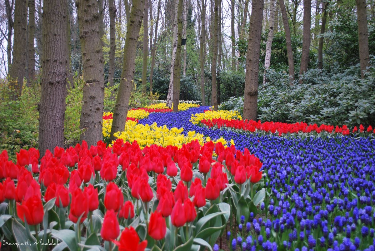 Keukenhof Tulip 2014