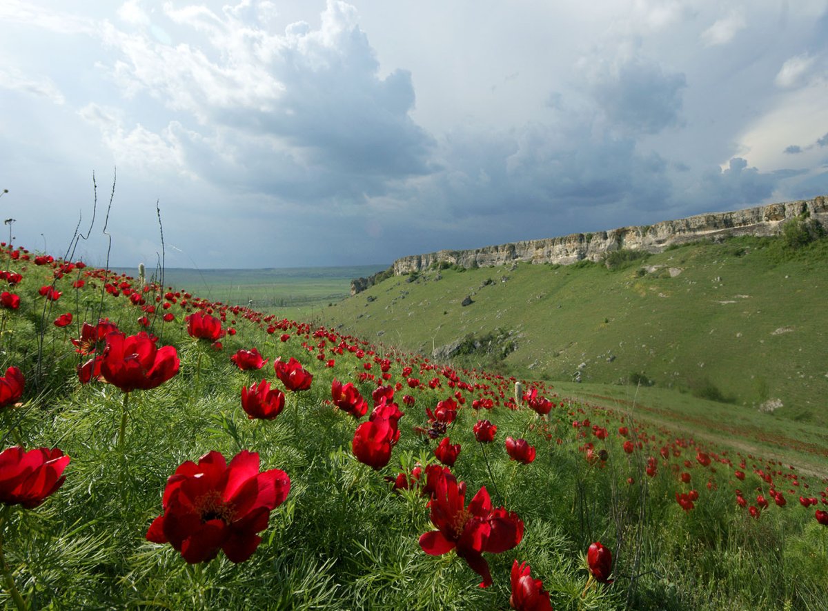 Дикие пионы в Крыму белая скала