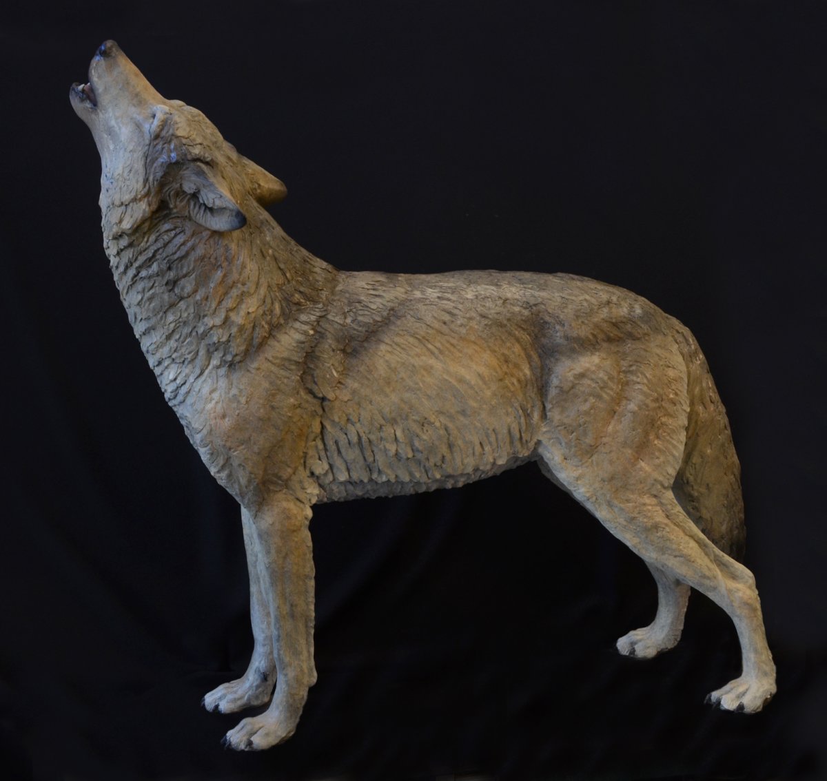 Sandy Wolf