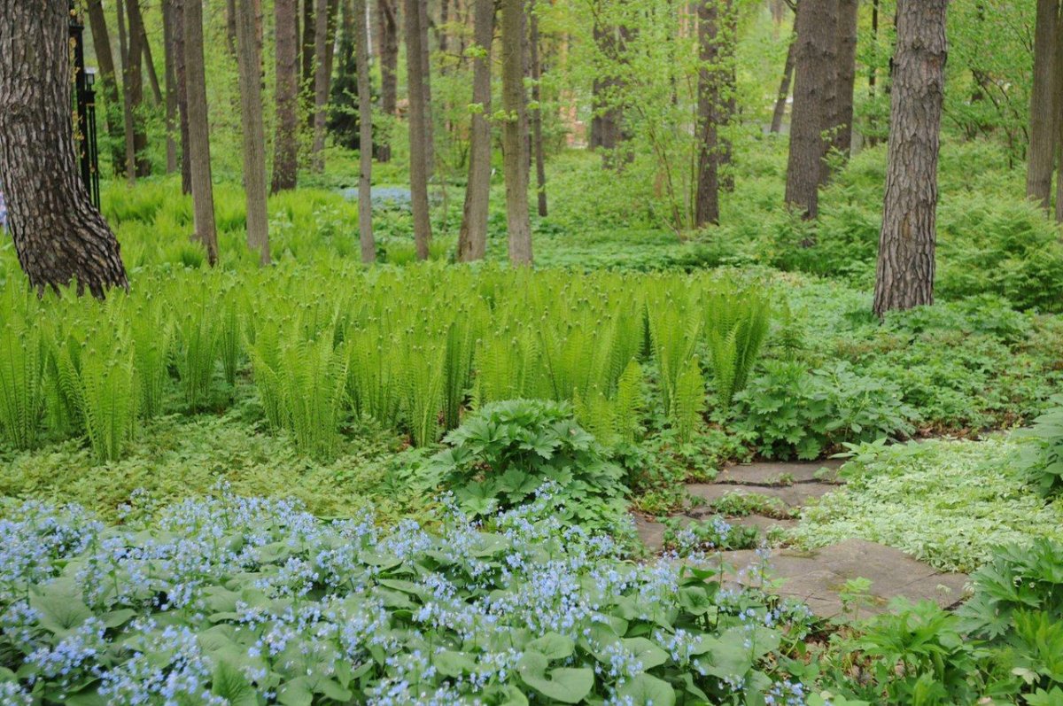 Купена в Лесном ландшафте