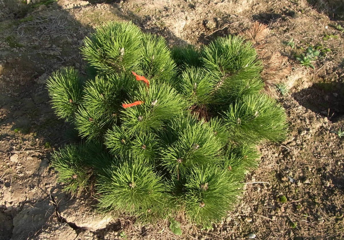 Pinus mugo Gerringong