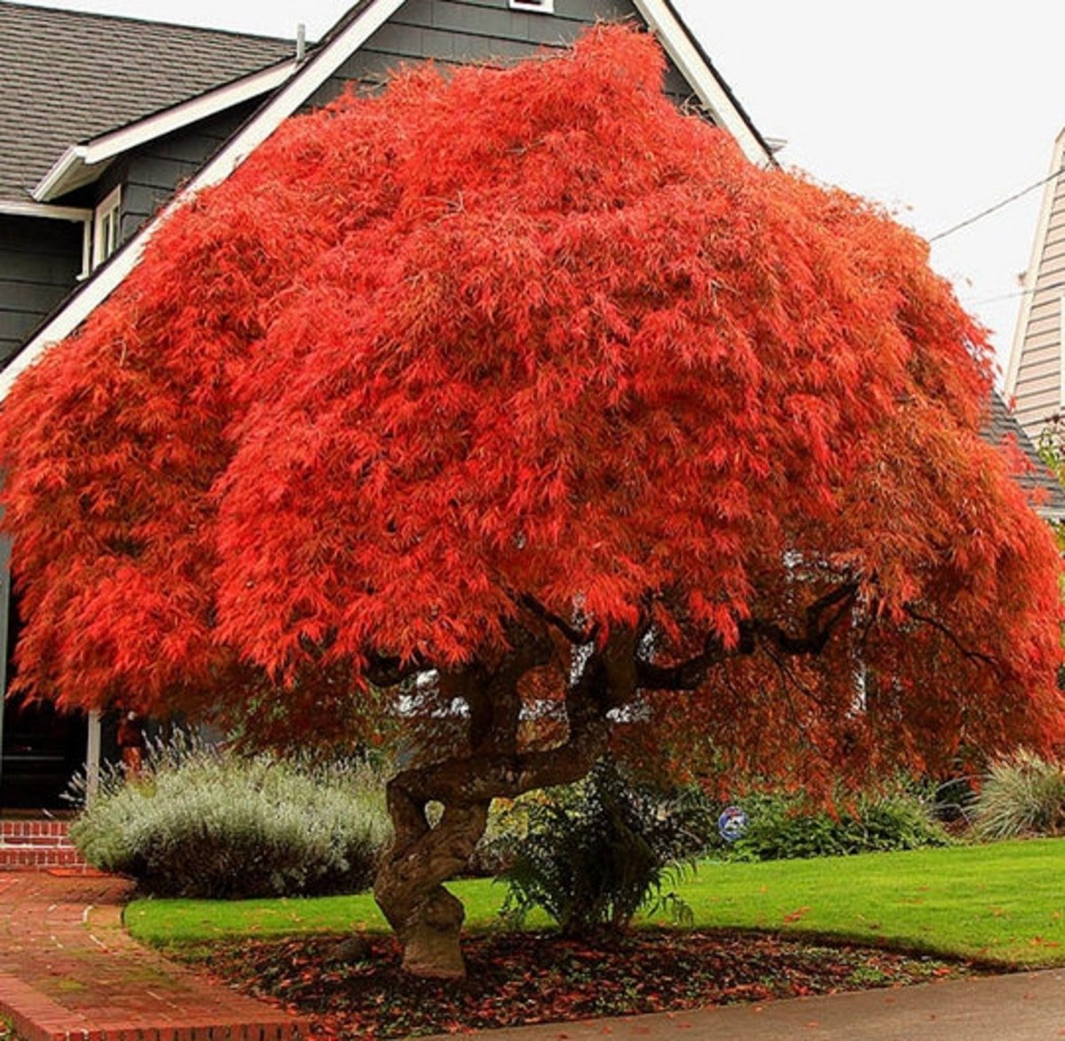Acer palmatum Atropurpureum бонсай
