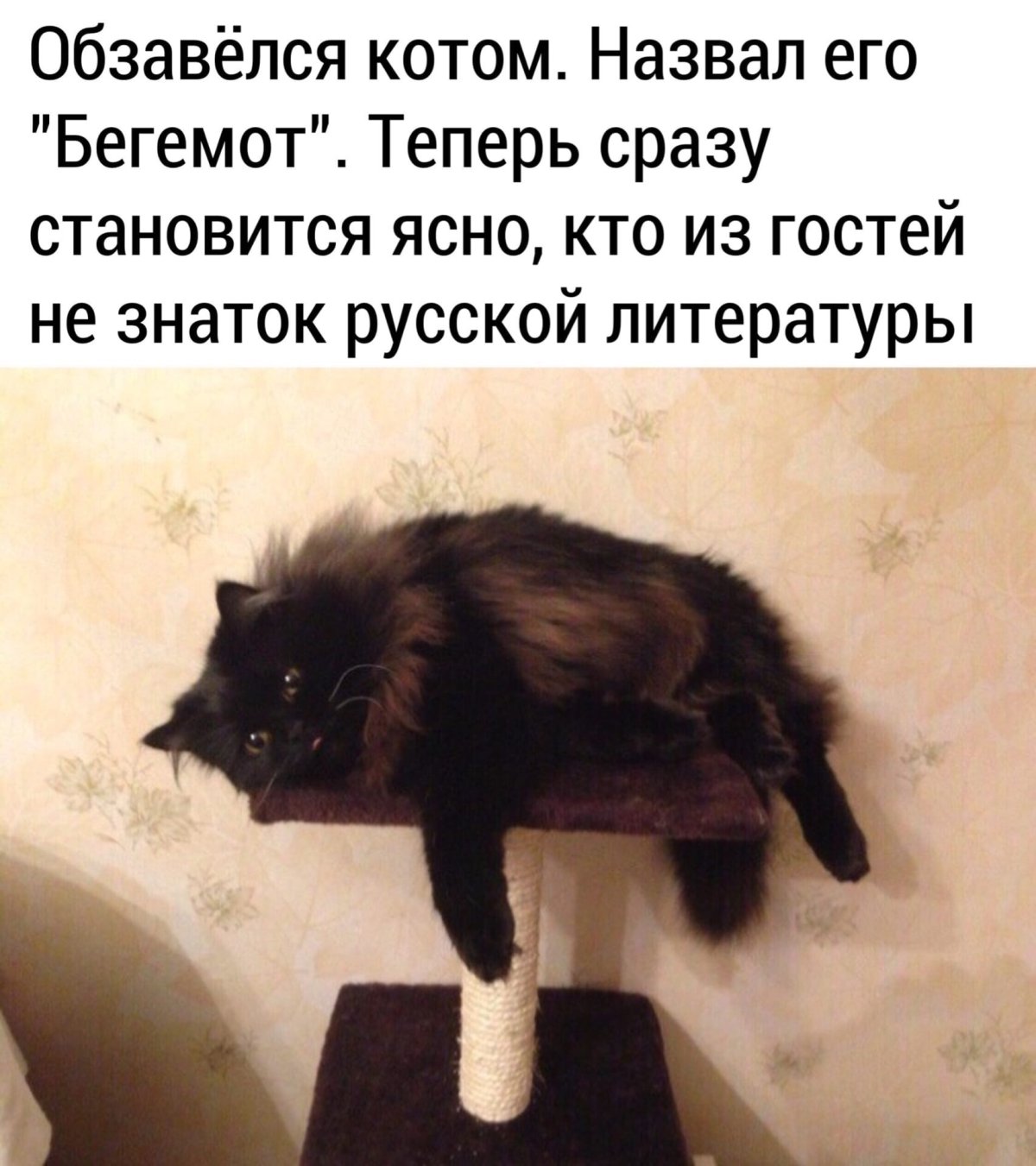 Кот Бегемот юмор
