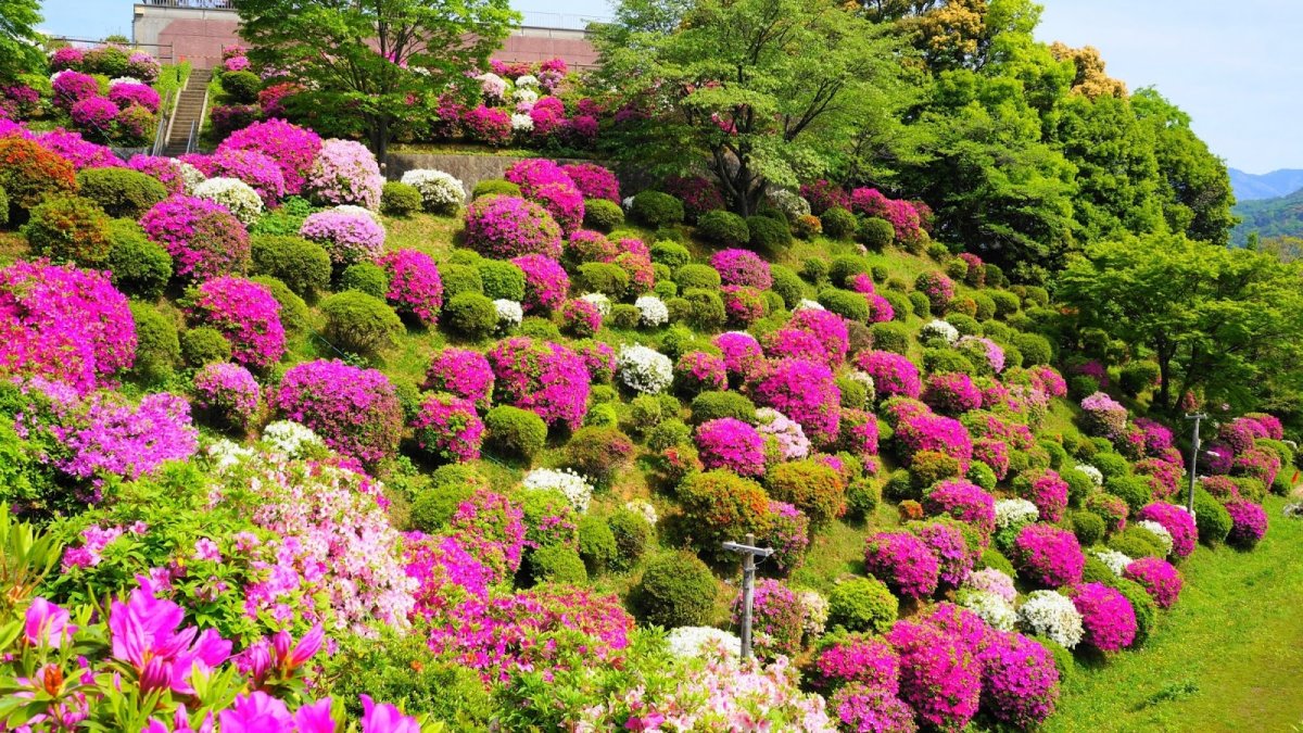 Киото. Сады рододендронов _Kyoto_Gardens_Rhododendron..