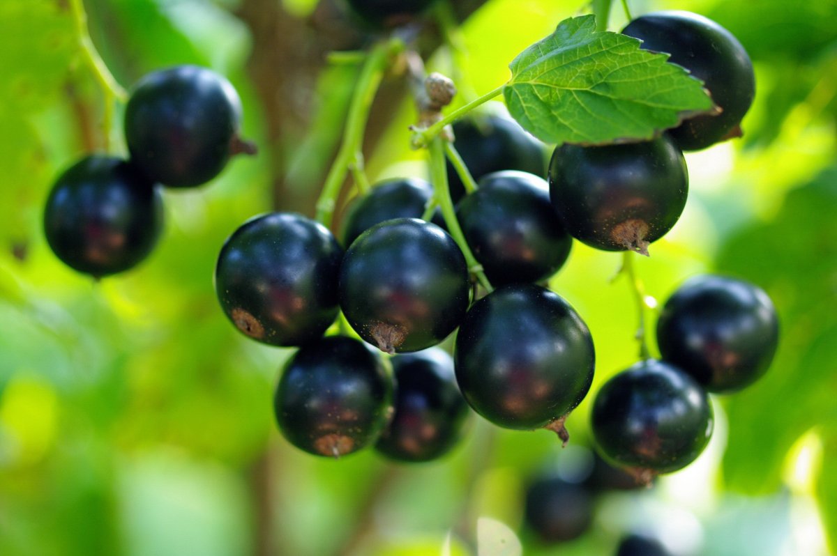 Смородина черная (ribes nigrum l.)
