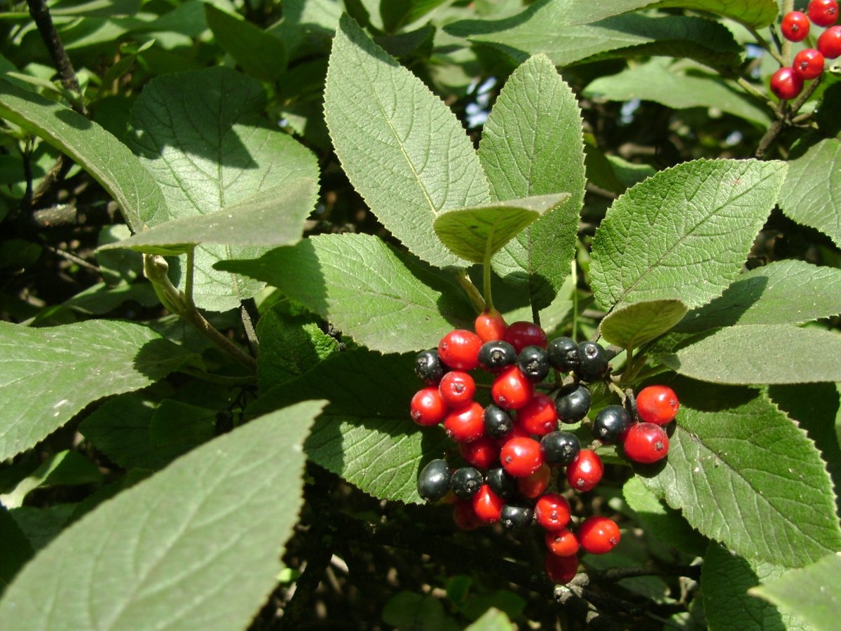 Калина гордовина