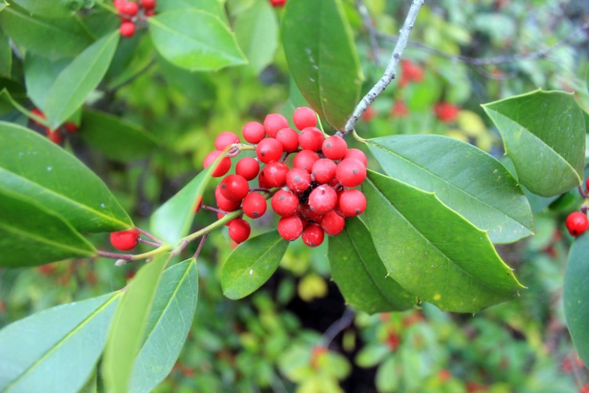 Holly Berry растение
