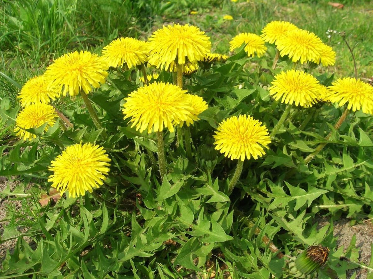 Taraxacum officinale листья