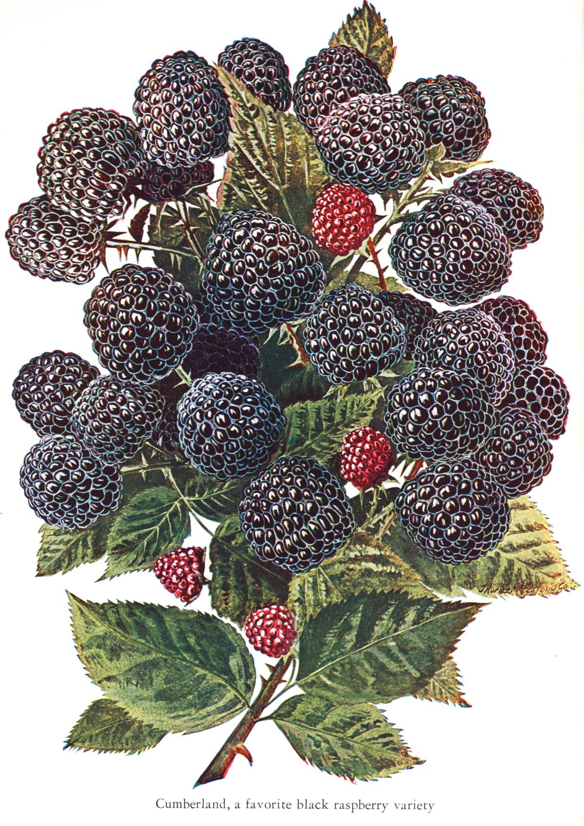 Rubus occidentalis малина