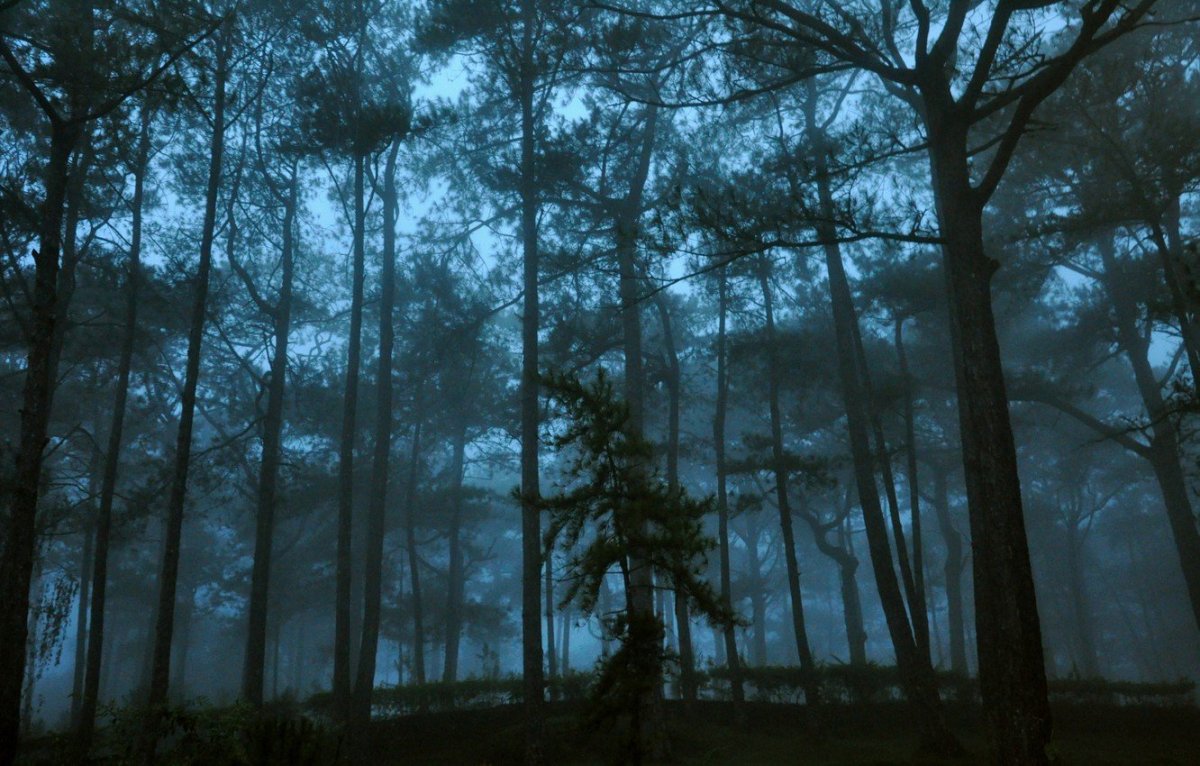 Темный лес Twilight Forest