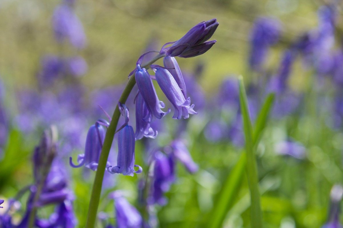 Ирис Peppered Bluebell