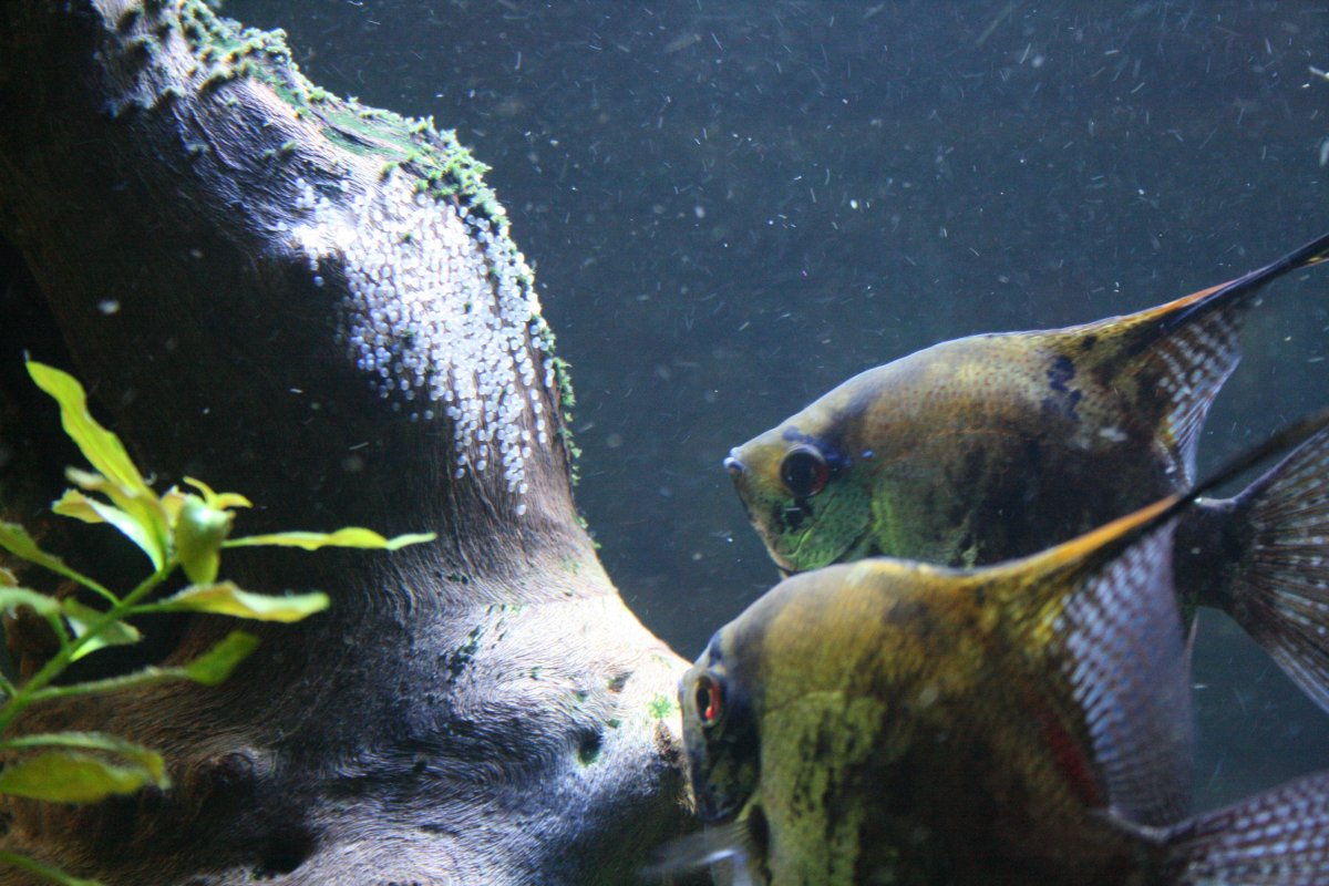 Pterophyllum Leopoldi